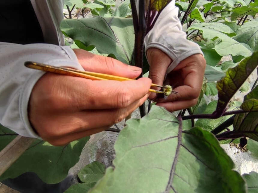 1681958170825905.jpg 母本去(qù)雄.jpg