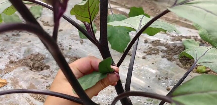 1681958356904792.jpg QQ截圖20230420103854.jpg