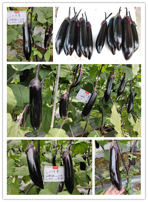 1684211528971706.png 1684211528971706.png